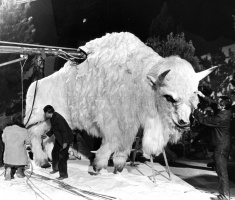 The White Buffalo 1977